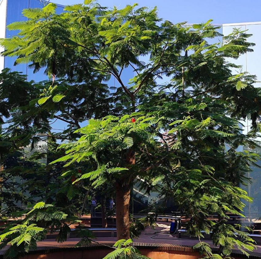 «Это второе цветение за 6 лет»: в парке Галицкого распустилось самое дорогое растение