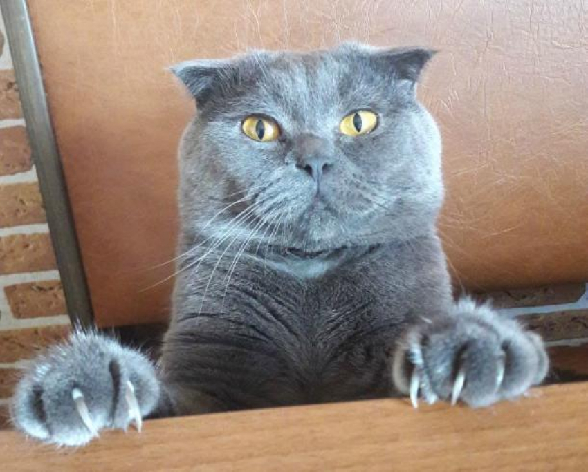 Федя кот