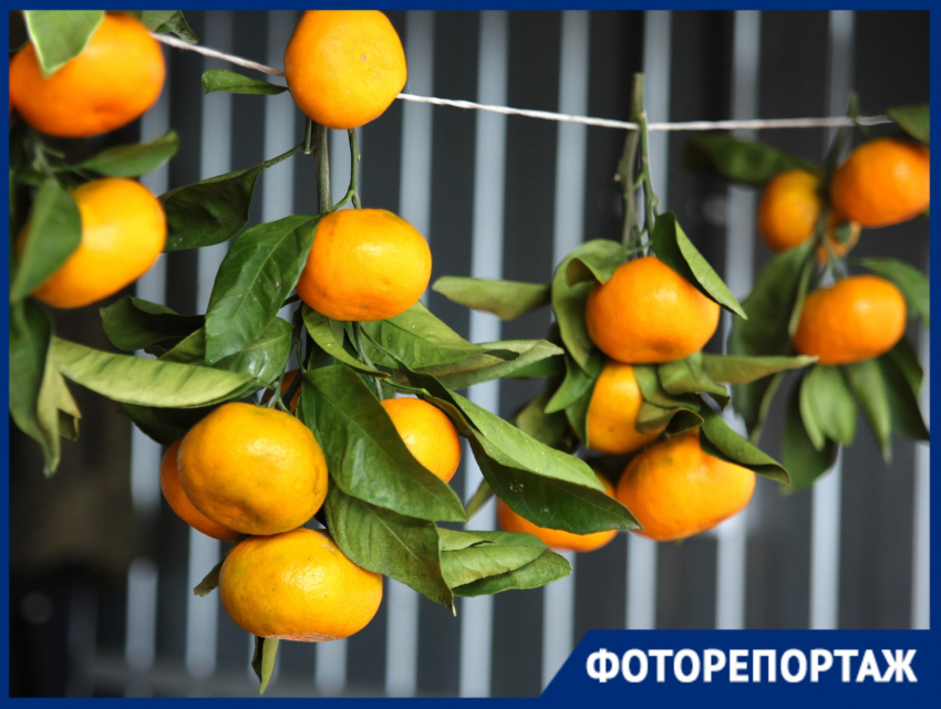 Настал оранжевый бум: где дешевле купить ноябрьские мандарины в Краснодаре