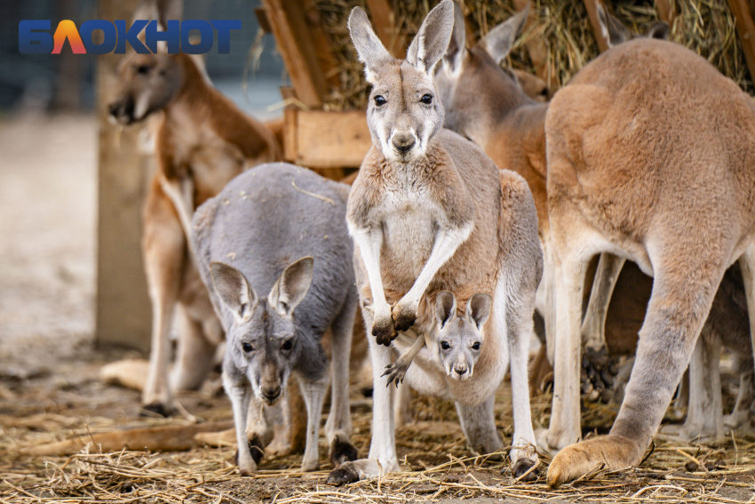 Уникальные животные Австралии: как Краснодар стал домом для больших рыжих кенгуру 