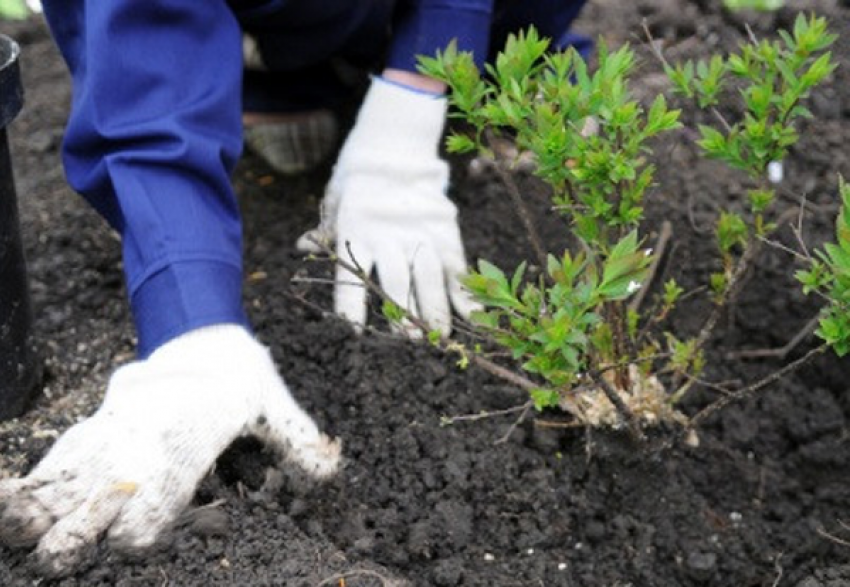 В Краснодаре высадят растений на 100 млн. рублей 