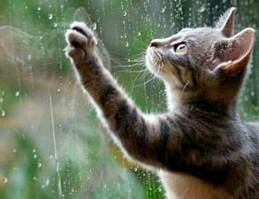 На Кубани пасмурно, пройдут кратковременные дожди