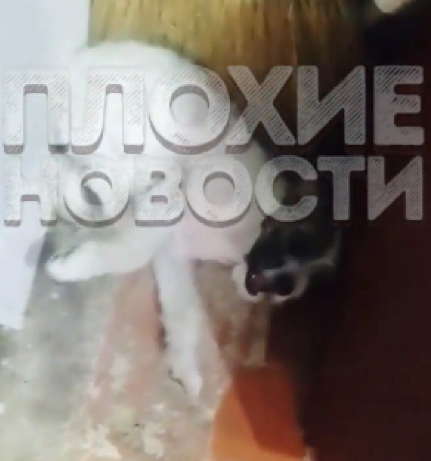 В Краснодарском крае школьница избивала на камеру щенка ради популярности в Интернете