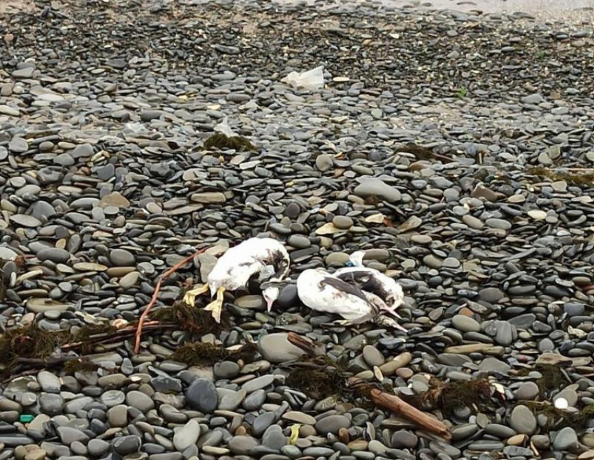 В Краснодарском крае выяснят причину массовой гибели птиц на побережье