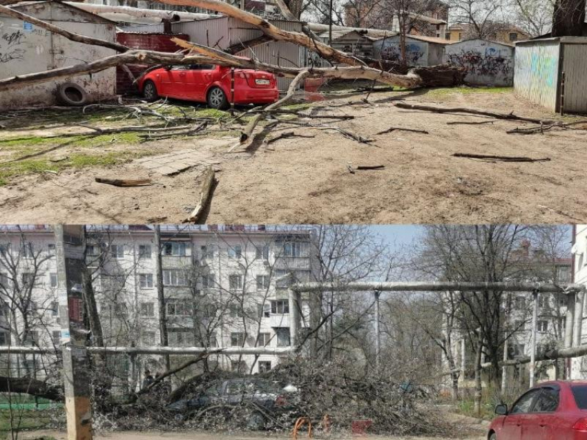 В Краснодаре сильный ветер повалил деревья на припаркованные автомобили
