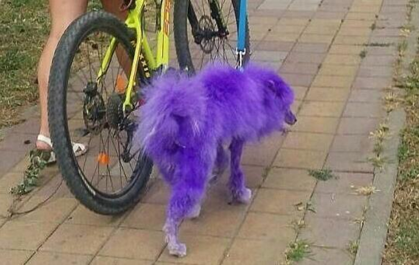 «Моя собственность - что хочу, то и делаю!» - краснодарка о фиолетовой собаке