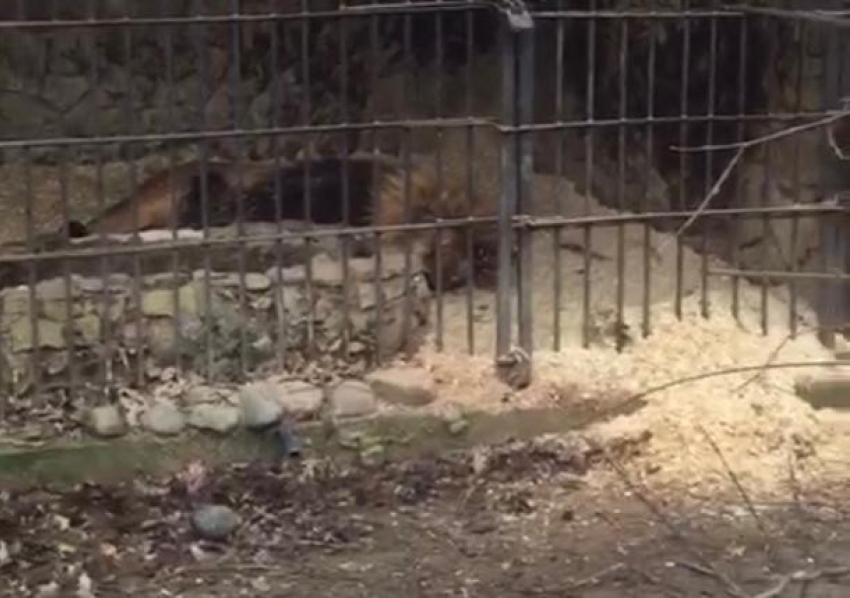 Краснодарцы предложили помощь Сафари-Парку по улучшению условий для животных