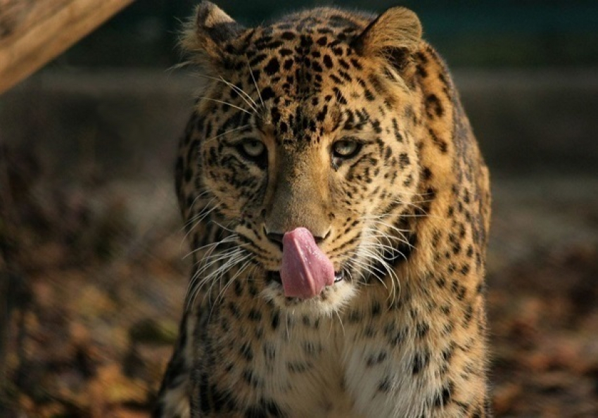 Президент Международной федерации хоккея покормит сочинских леопардов