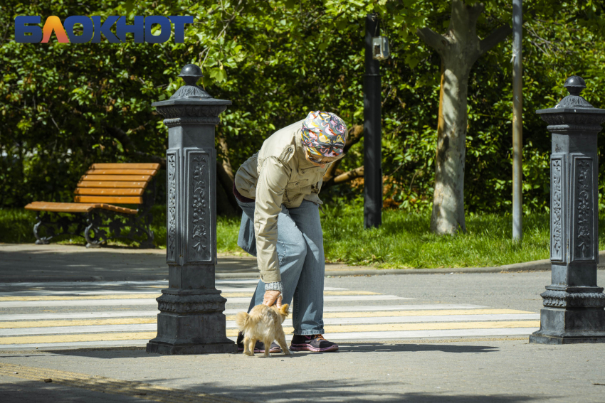 В Краснодаре бесплатно вакцинируют собак и кошек от бешенства: адреса