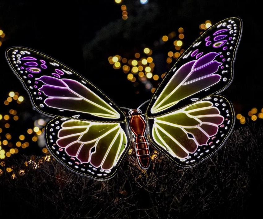 В парк «Краснодар» прилетели зимовать светящиеся бабочки