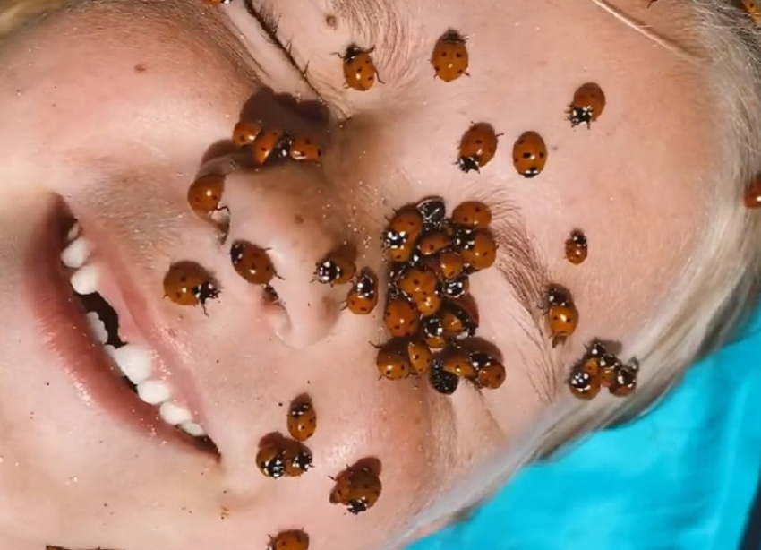 Нашествие божьих коровок добралось и до Сочи