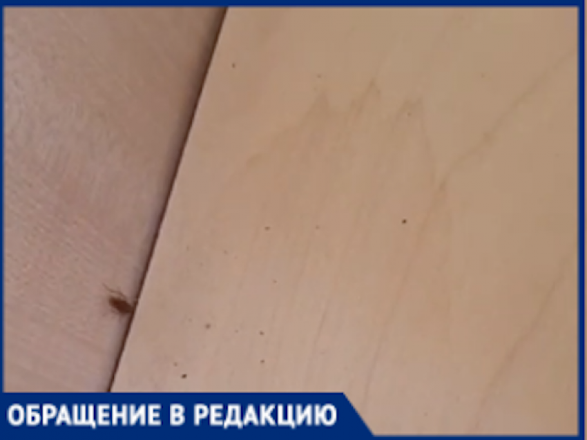 «Дети спят в постели с тараканами»: родители пожаловались на краснодарский детсад