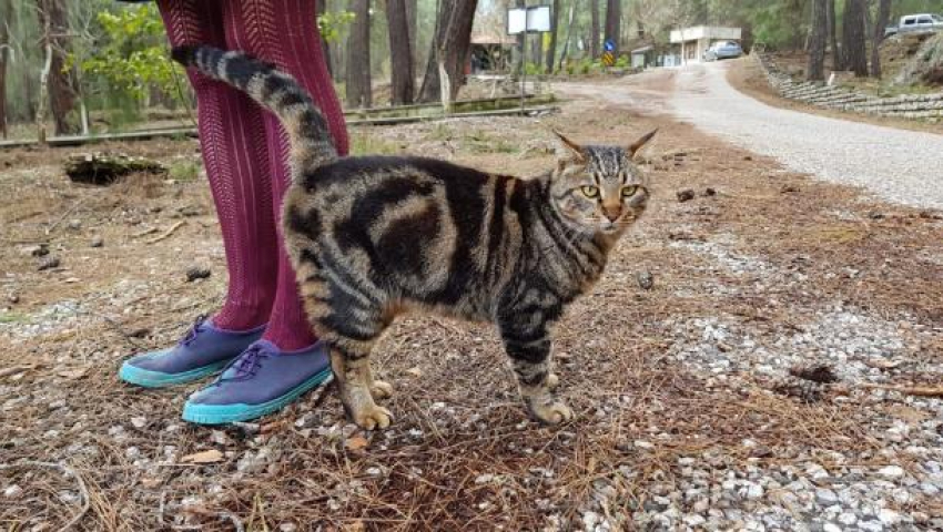 Град, гроза и ливни возвращаются на Кубань
