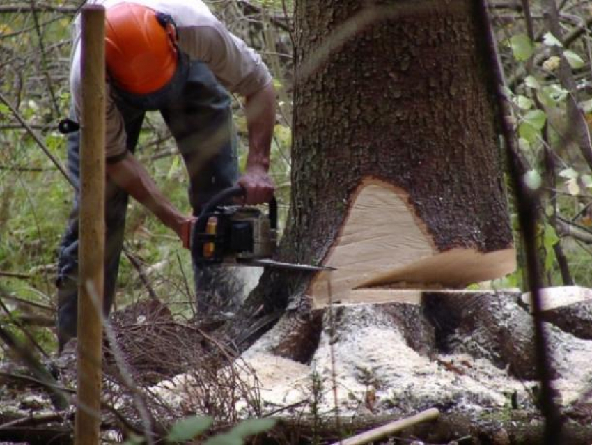 Черные лесорубы вырубили деревья в Апшеронском районе почти на 5 миллионов рублей