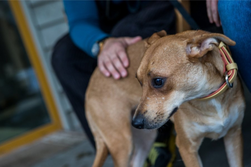 В Геленджике живодера за повешенных щенков наказали исправительными работами
