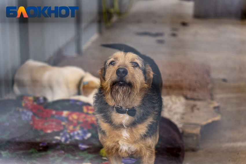 Приюты, запреты и нападения собак на людей: власти Краснодарского края о «борьбе» с бездомными животными