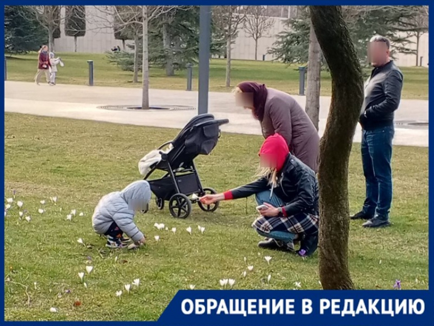 «Ведут себя как дикари»: посетители уничтожают крокусы в парке Галицкого