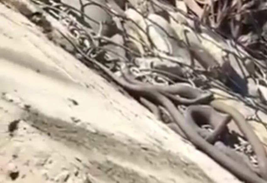 Клубок змей выполз на одну из набережных в Краснодаре 