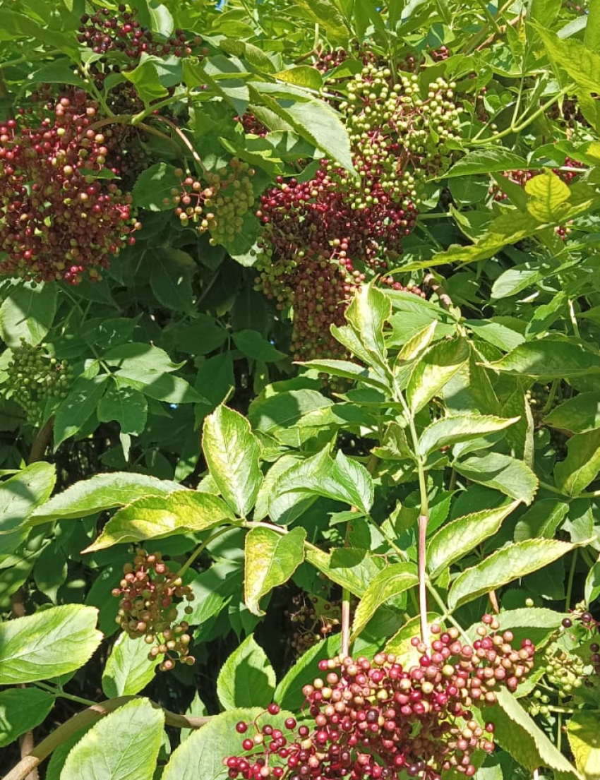 Актуальный Краснодар сегодня: Ефимий Осенний. До +25. Поздравляем бабушек и дедушек. Строим планы. Вспоминаем мобилизацию и боремся с нечистой силой 