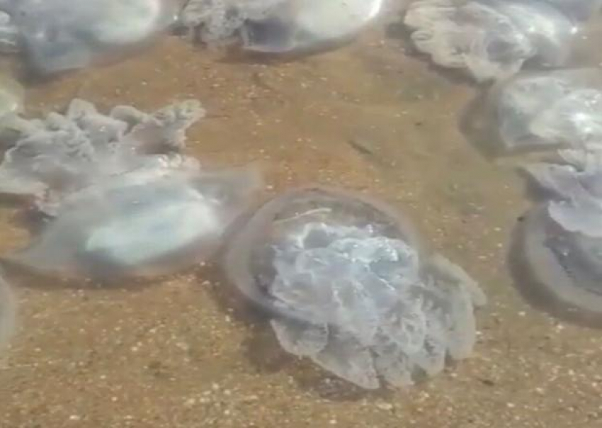 Сотни медуз выбросило на берег в Темрюкском районе