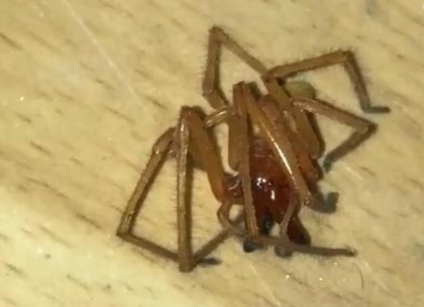 В дом жителей Краснодарского края пытался проникнуть ядовитый паук