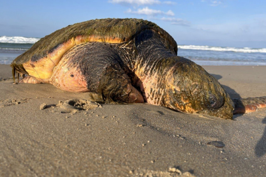Найденная в Чёрном море 100-килограммовая черепаха находится в критическом состоянии