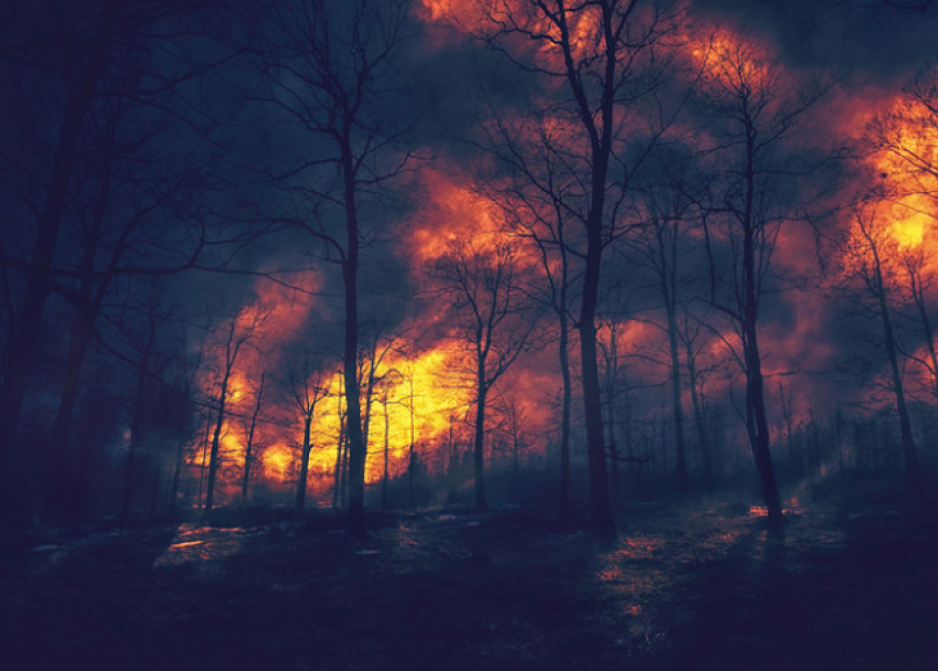 Лесной массив загорелся в Краснодарском крае
