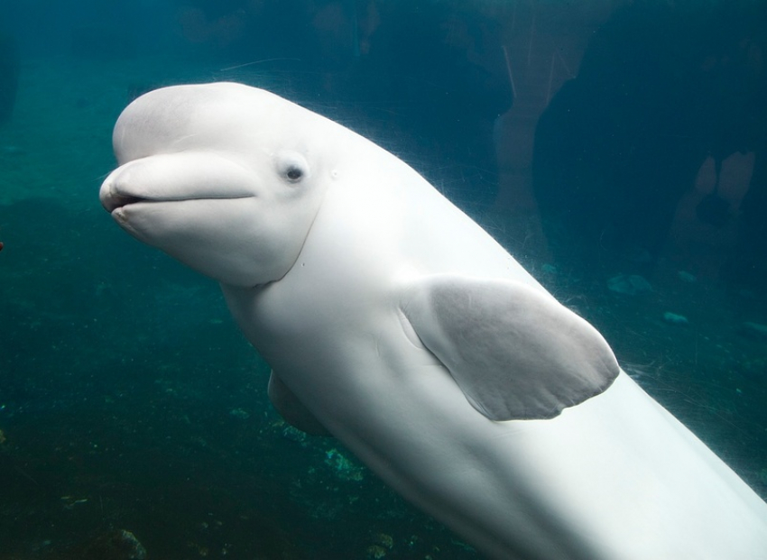 Завораживающее видео с дельфином-альбиносом в Черном море попало в сеть