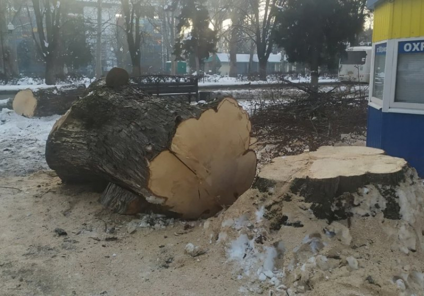 В центре Краснодара спилили большое дерево 