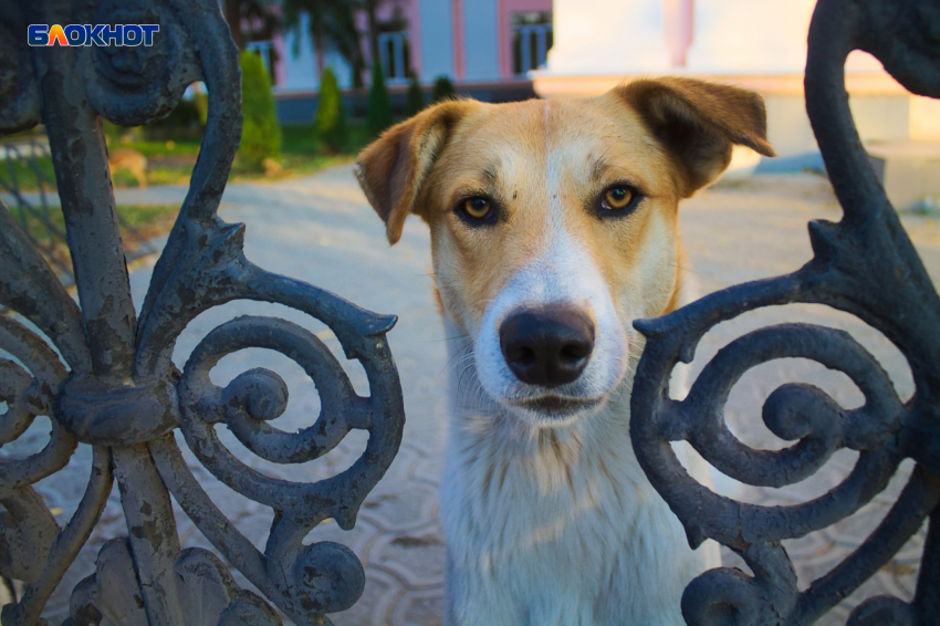 На Кубани установили требования к приютам для животных