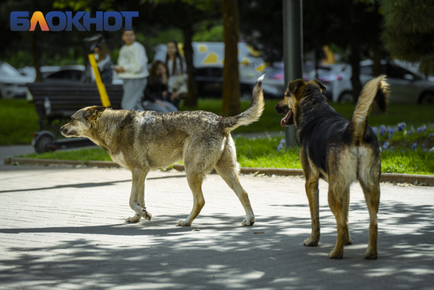 В Краснодаре определили разрешённые и запрещённые места выгула домашних животных