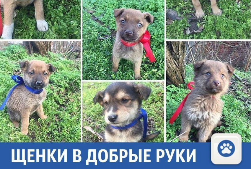 Маленькие друзья человека ищут добрых хозяев на Кубани