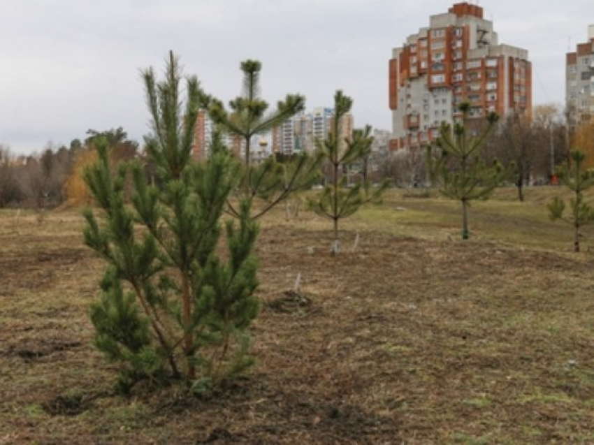 Жители Краснодара хотят создать «Народный парк» вдоль Карасунских озер 