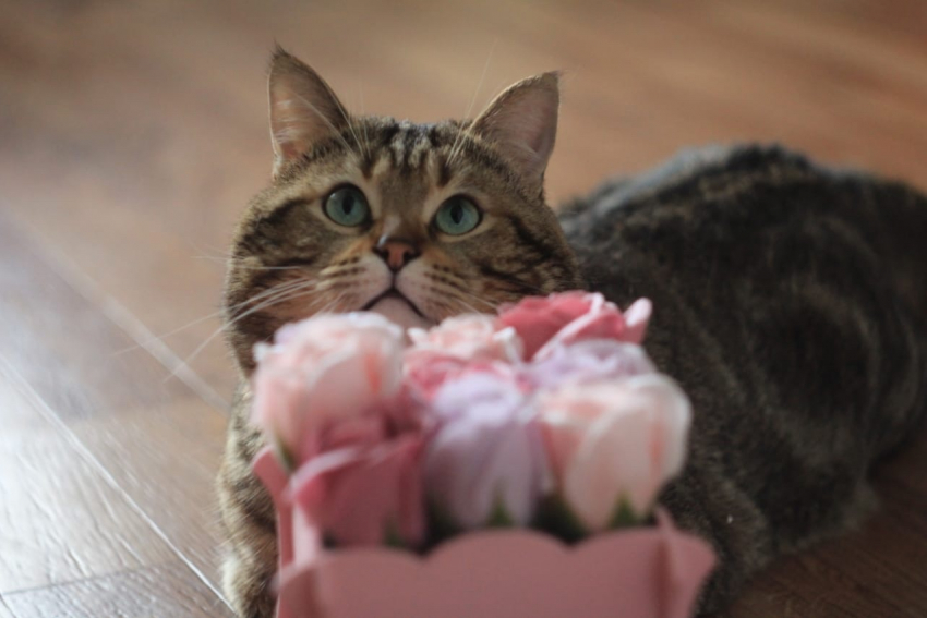 На Радоницу в Краснодаре будет облачно, но тепло 