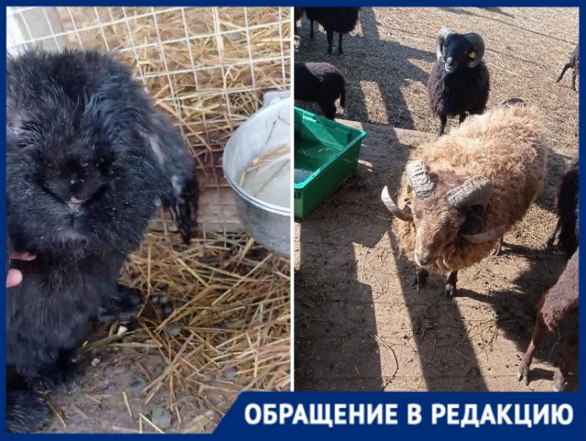 «Измученные жарой животные под гнетом толп»: ферма альпак в Горячем Ключе шокировала краснодарку 