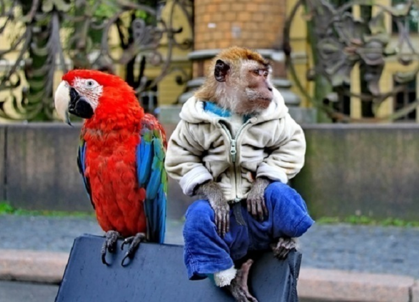 В Сочи уличный фотограф украл обезьяну и попугая