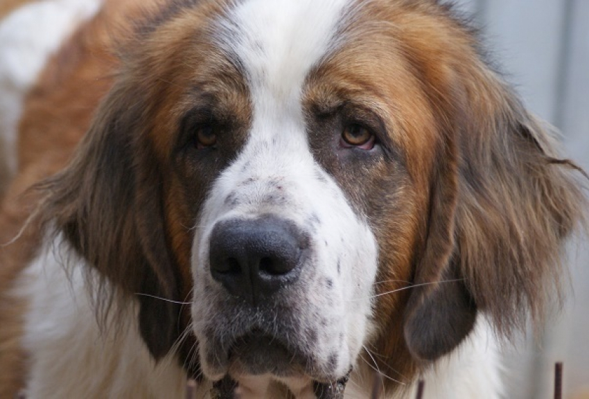 В Сочи огромная собака насмерть загрызла женщину