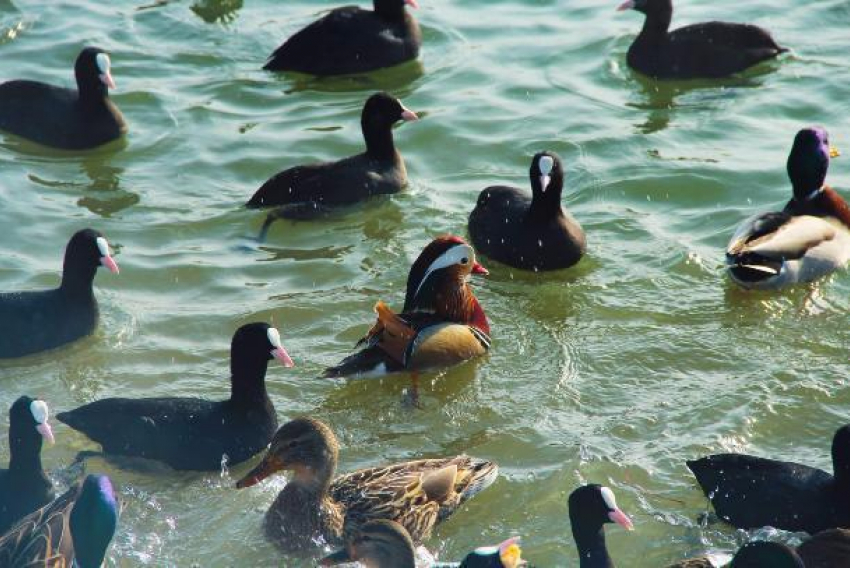 В Горячем Ключе поселилась экзотическая утка мандаринка