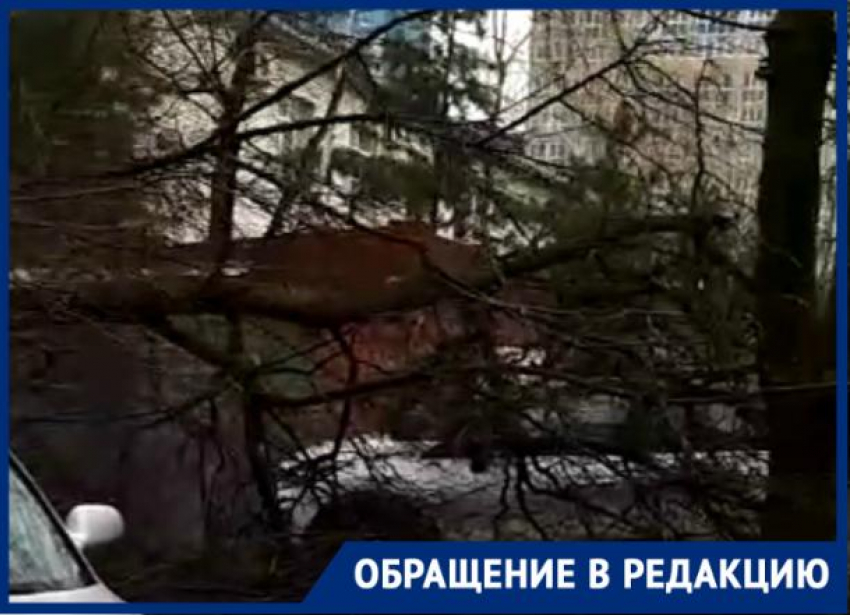 Ураганный ветер повалил деревья около школы в Краснодаре 