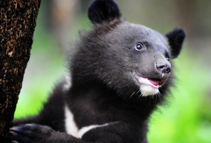 Замученную медведицу Нюшу изъяли у фотографа из Геленджика  