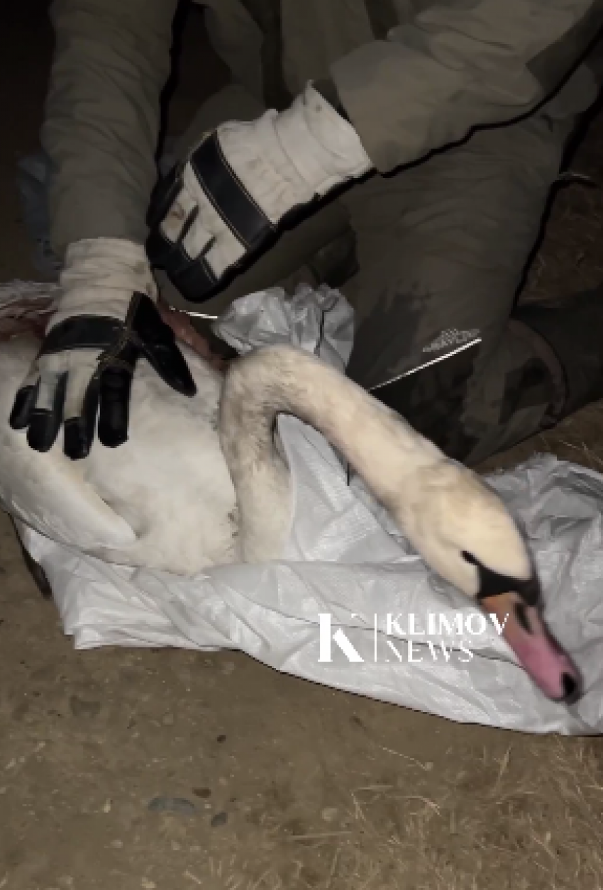 Краснодарцы спасли замерзающего раненого лебедя