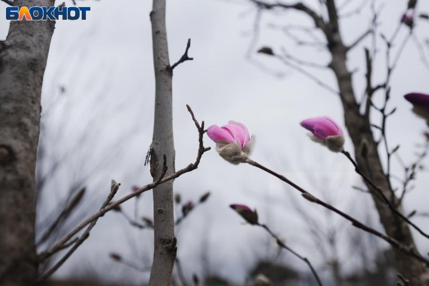 Дождь и сильный ветер обрушатся на Краснодар