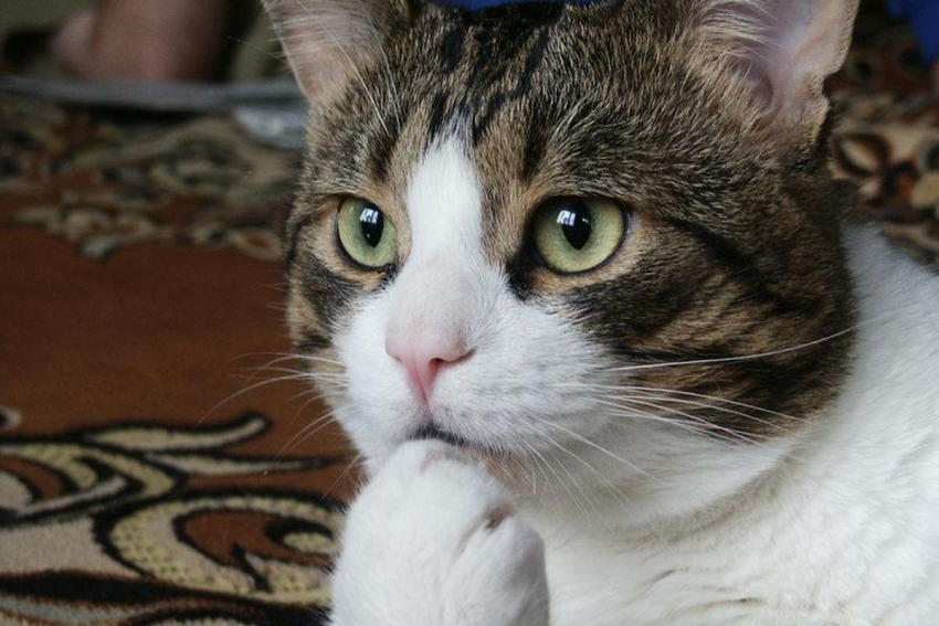 Ждать ли дождей на Кубани, рассказали синоптики