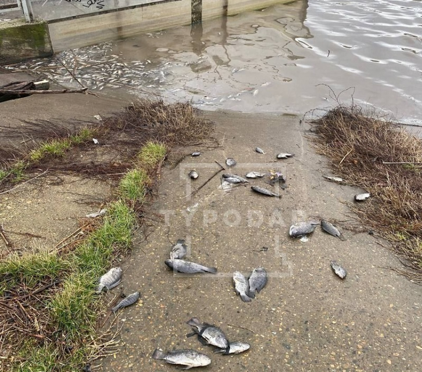 В Карасунских прудах Краснодара массово погибла рыба
