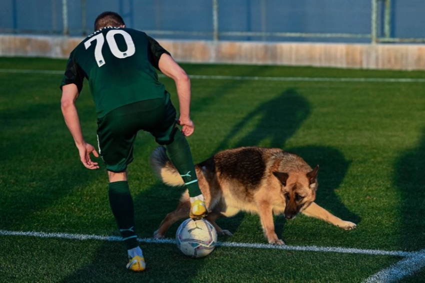 Собаки выбежали на поле во время матча ФК «Краснодар-2» с «Аксу» в Турции