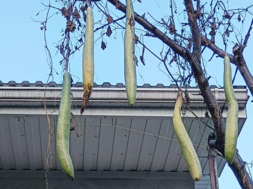 Гигантские вьетнамские кабачки нашли под окнами жителей Кубани