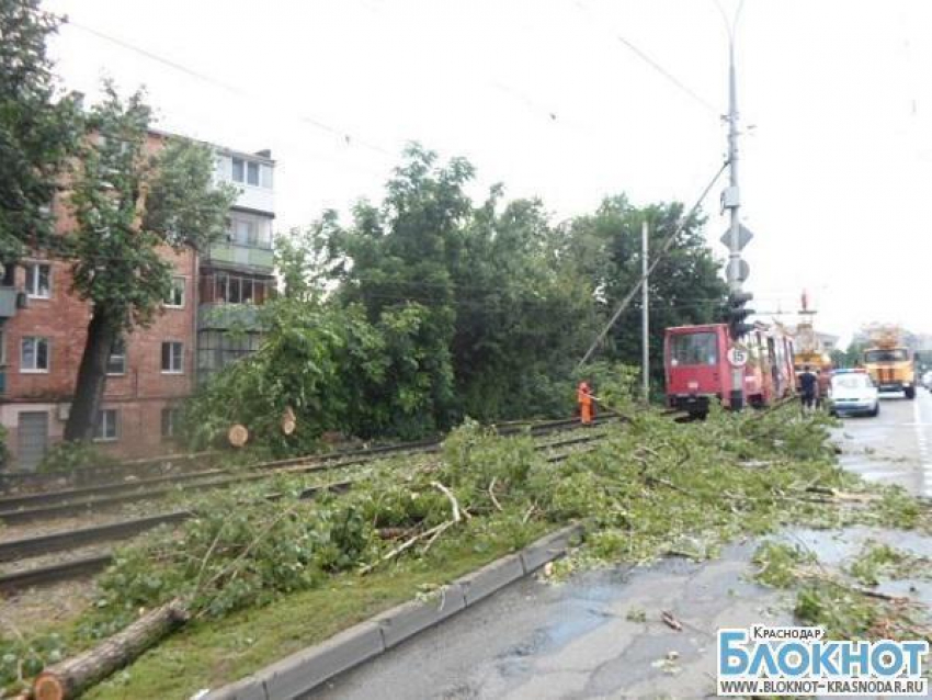 В столице Кубани пенсионерка пострадала при падении дерева