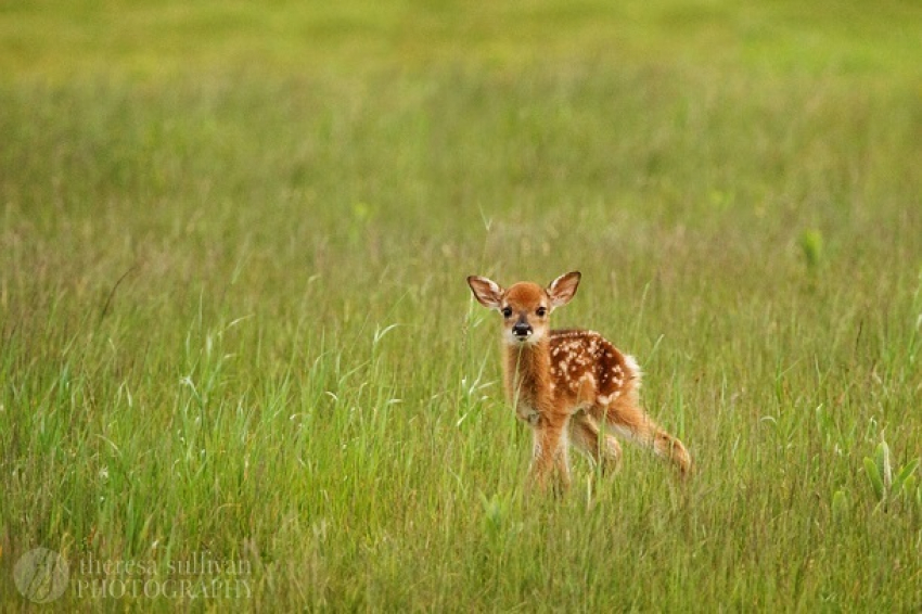 В зоопарке Сочи родился олененок 