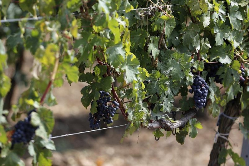 Производство винограда в Краснодарском крае выросло на 15,6%