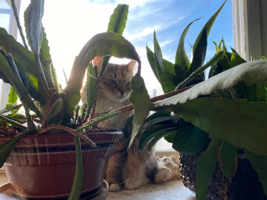 Кубань 14 мая прожарит до +32°